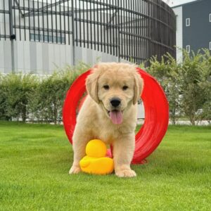 Golden Retriever en Français