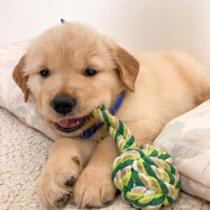 Élevage Golden Retriever Blanc