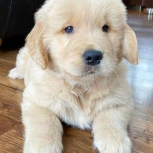 chiot golden retriever blanc