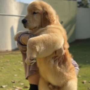 Élevage Golden Retriever en Bretagne