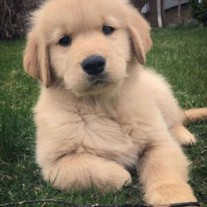 golden retriever chiot blanc