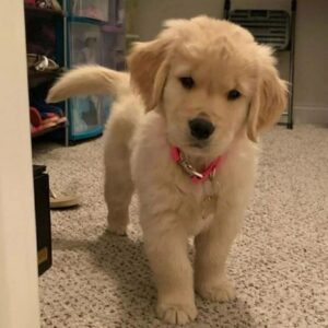 golden retriever chiot blanc