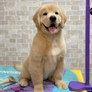 Blanc Golden Retriever