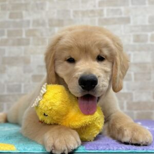 Blanc Golden Retriever