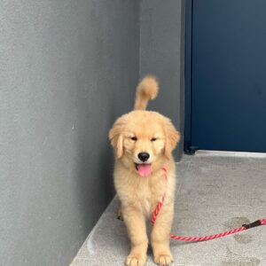 Le Chien Golden Retriever