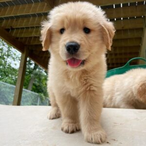 Chiot Golden Retriever à Vendre