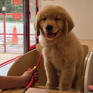 Élevage de Golden Retriever dans le Nord