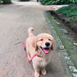 Élevage de Golden Retriever dans les Hauts-de-France