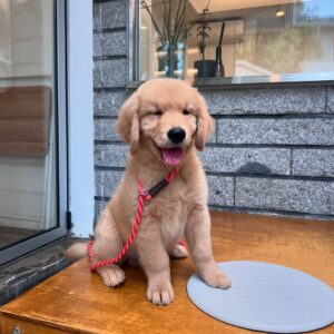 Élevage de Golden Retriever dans les Hauts-de-France