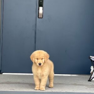 Élevage de Golden Retriever en Île-de-France