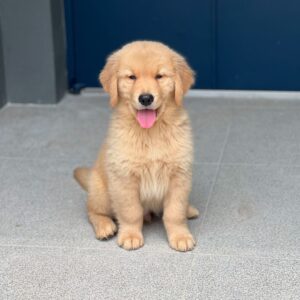 Élevage de Golden Retriever en Île-de-France