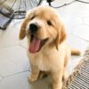 Golden Retriever Chiot