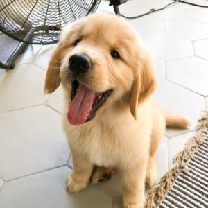 Golden Retriever Chiot