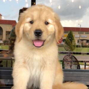 Golden Retriever Chiot