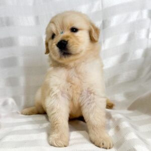 Chien Golden Retriever