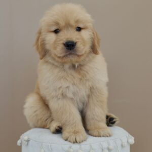 Golden Retriever Blanc