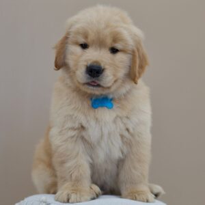 Golden Retriever Blanc